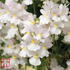 White Hanging Basket Duo 5 White Hanging Basket Duo -Florist Zone BASK T15787 C