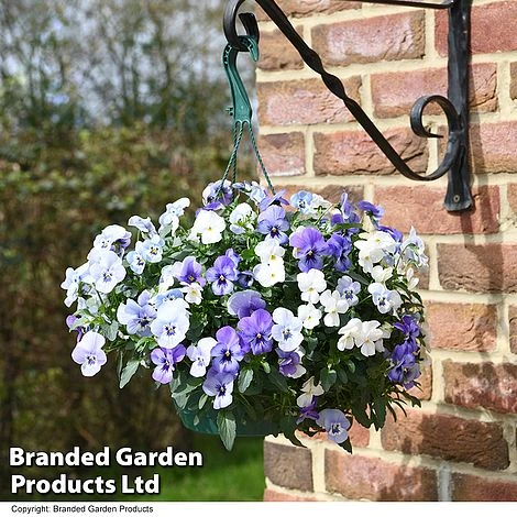 Viola 'Ocean Blues Collection' 1 Viola 'Ocean Blues Collection'