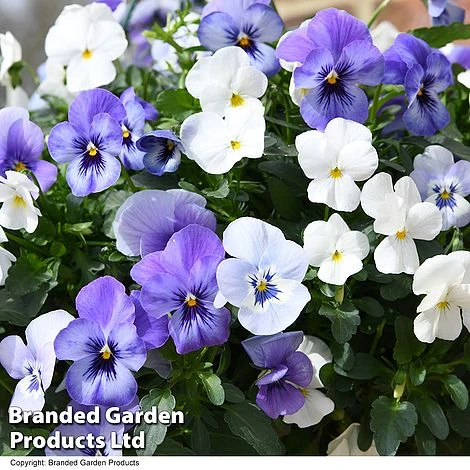 Viola 'Ocean Blues Collection' 2 Viola 'Ocean Blues Collection' - Image 2