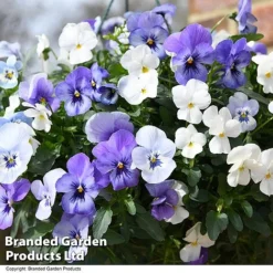 Viola 'Ocean Blues Collection' 5 Viola 'Ocean Blues Collection' -Florist Zone BASK PREPLVIOL T49368
