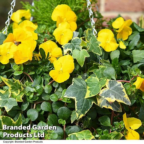 Basket Of Gold Collection 2 Basket Of Gold Collection - Image 2