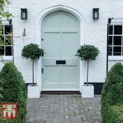 Laurus Nobilis (Standard) -Florist Zone BAYT T44505 B