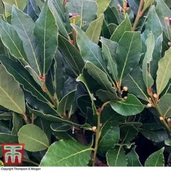 Laurus Nobilis (Standard) -Florist Zone BAYT T44505 D