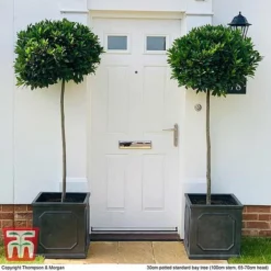 Laurus Nobilis (Standard) -Florist Zone BAYT T44505 E1