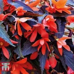 Begonia 'Bossa Nova Night Fever Papaya' -Florist Zone BEGO KA8763 B