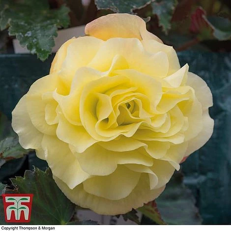 Begonia 'Fragrant Falls Improved™ - Lemon Delight' 1 Begonia 'Fragrant Falls Improved™ - Lemon Delight'