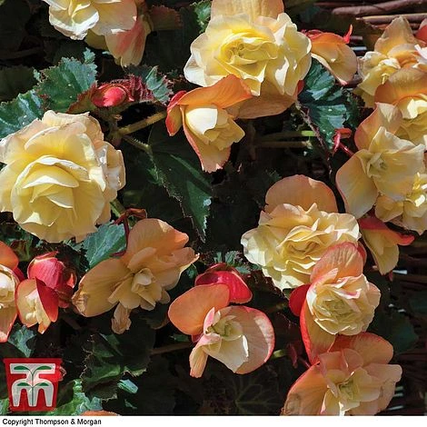 Begonia 'Fragrant Falls Improved™ - Lemon Delight' 2 Begonia 'Fragrant Falls Improved™ - Lemon Delight' - Image 2