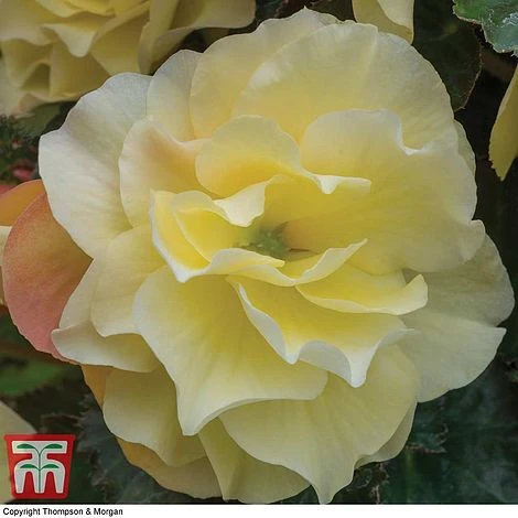 Begonia 'Fragrant Falls Improved™ - Lemon Delight' 3 Begonia 'Fragrant Falls Improved™ - Lemon Delight' - Image 3