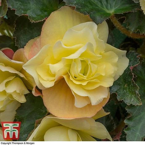 Begonia 'Fragrant Falls Improved™ - Lemon Delight' 4 Begonia 'Fragrant Falls Improved™ - Lemon Delight' - Image 4