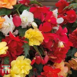 Begonia X Tuberhybrida 'Illumination Mixed' -Florist Zone BEGO P86758 C