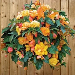 Begonia 'Fragrant Falls Improved™ - Apricot Delight' -Florist Zone BEGO T47320 C h