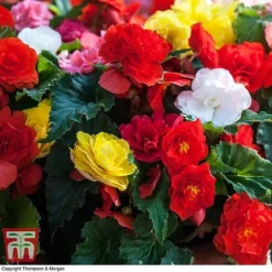 Begonia 'Nonstop Mixed' - Tubers -Florist Zone BEGO T47418 B2