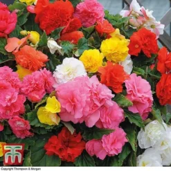 Begonia 'Nonstop Mixed' - Tubers -Florist Zone BEGO T47418 B h2