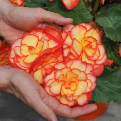 Begonia 'Majestic Mixed' -Florist Zone BEGO T67458 C