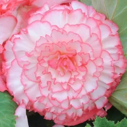 Begonia 'Majestic Mixed' -Florist Zone BEGO T67458 D