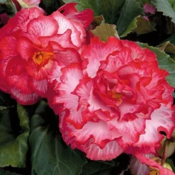 Begonia 'Majestic Mixed' -Florist Zone BEGO T67458 F