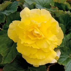 Begonia 'Majestic Mixed' -Florist Zone BEGO T67458 G