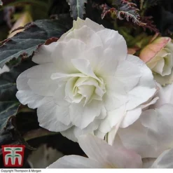 Begonia 'Nonstop Joy Mocca White' -Florist Zone BEGO TKA0102 A