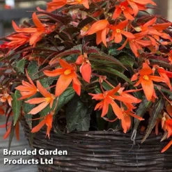 Begonia 'Bossa Nova Night Fever Papaya' -Florist Zone BEGO NIGHTFEVE S39360