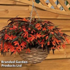 Begonia 'Bossa Nova Night Fever Papaya' -Florist Zone BEGO NIGHTFEVE S39366