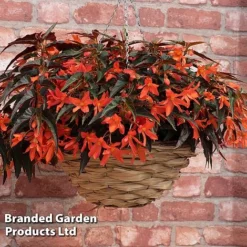 Begonia 'Bossa Nova Night Fever Papaya' -Florist Zone BEGO NIGHTFEVE S39368