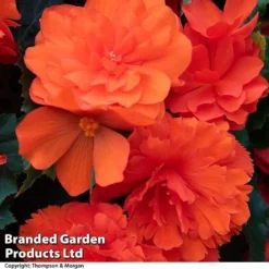 Begonia 'Nonstop Joy Mix' -Florist Zone BEGO NONSTORAN T33810a