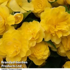 Begonia 'Nonstop Joy Mix' -Florist Zone BEGO NONSTYELL T33813a