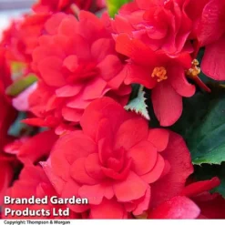 Begonia 'Nonstop Joy Mix' -Florist Zone BEGO ROSEPICOT T33812a
