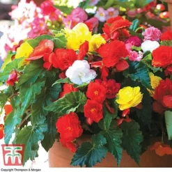 Begonia 'Nonstop Mixed' - Tubers -Florist Zone BEGo T47418 D2