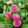 Bellis Perennis 'Rose'