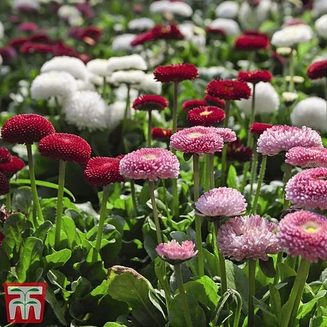 Bellis 'Bellisima Mixed' 1 Bellis 'Bellisima Mixed'