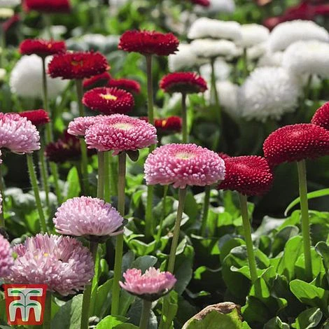 Bellis 'Bellisima Mixed' 2 Bellis 'Bellisima Mixed' - Image 2