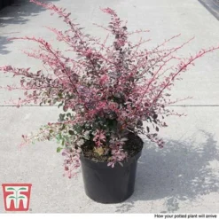 Berberis Thunbergii F. Atropurpurea 'Rose Glow' -Florist Zone BER T66077 C