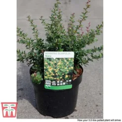 Berberis Buxifolia 'Nana' -Florist Zone BERB T58097 C
