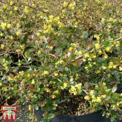 Berberis X Media 'Red Jewel'