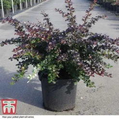 Berberis X Media 'Red Jewel' -Florist Zone BERB T66060 D