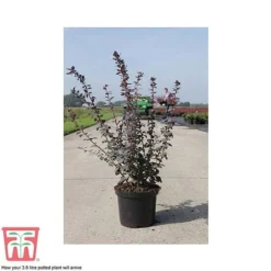 Berberis X Ottawensis F. Purpurea 'Superba' -Florist Zone BERB T66062 C