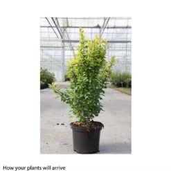 Berberis Thunbergii 'Golden Rocket' -Florist Zone BERB T66070 B h