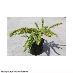 Berberis Thunbergii 'Green Carpet' -Florist Zone BERB T66071 B h