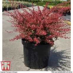 Berberis Thunbergii 'Orange Dream' -Florist Zone BERB T66075 C