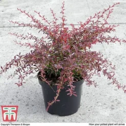 Berberis Thunbergii 'Orange Dream' -Florist Zone BERB T66075 D