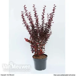 Berberis Thunbergii F. Atropurpurea 'Orange Rocket' -Florist Zone BERB V59349 C