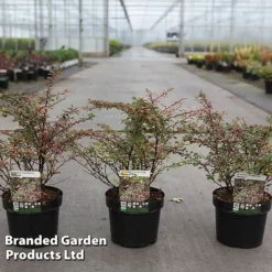 Berberis Thunbergii 'Natasza'