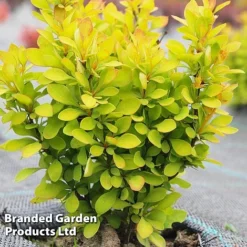 Berberis Thunbergii 'Summer Sunset'