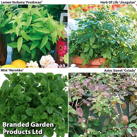 Botanical Infusions Plants - Collection 2 Botanical Infusions Plants - Collection - Image 2