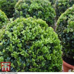 Box Ball -Florist Zone BOXU 4707 A1