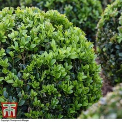 Box Ball -Florist Zone BOXU 4707 A2