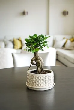 Bonsai Planter Cream White D20Cm -Florist Zone BPCW 1