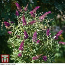 Buddleja 'Butterfly Towers' -Florist Zone BUDD KA8837 B