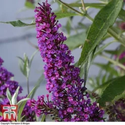 Buddleja 'Butterfly Towers' -Florist Zone BUDD KA8837 D
